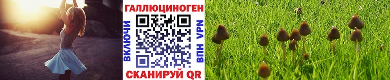 магазин    Плёс  Псилоцибиновые грибы Magic Shrooms 